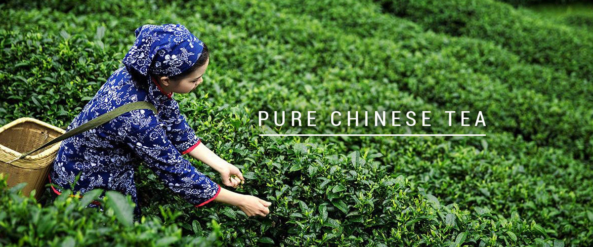 China am besten organischer oolong Tee en ventes